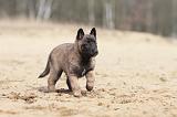 MALINOIS 631